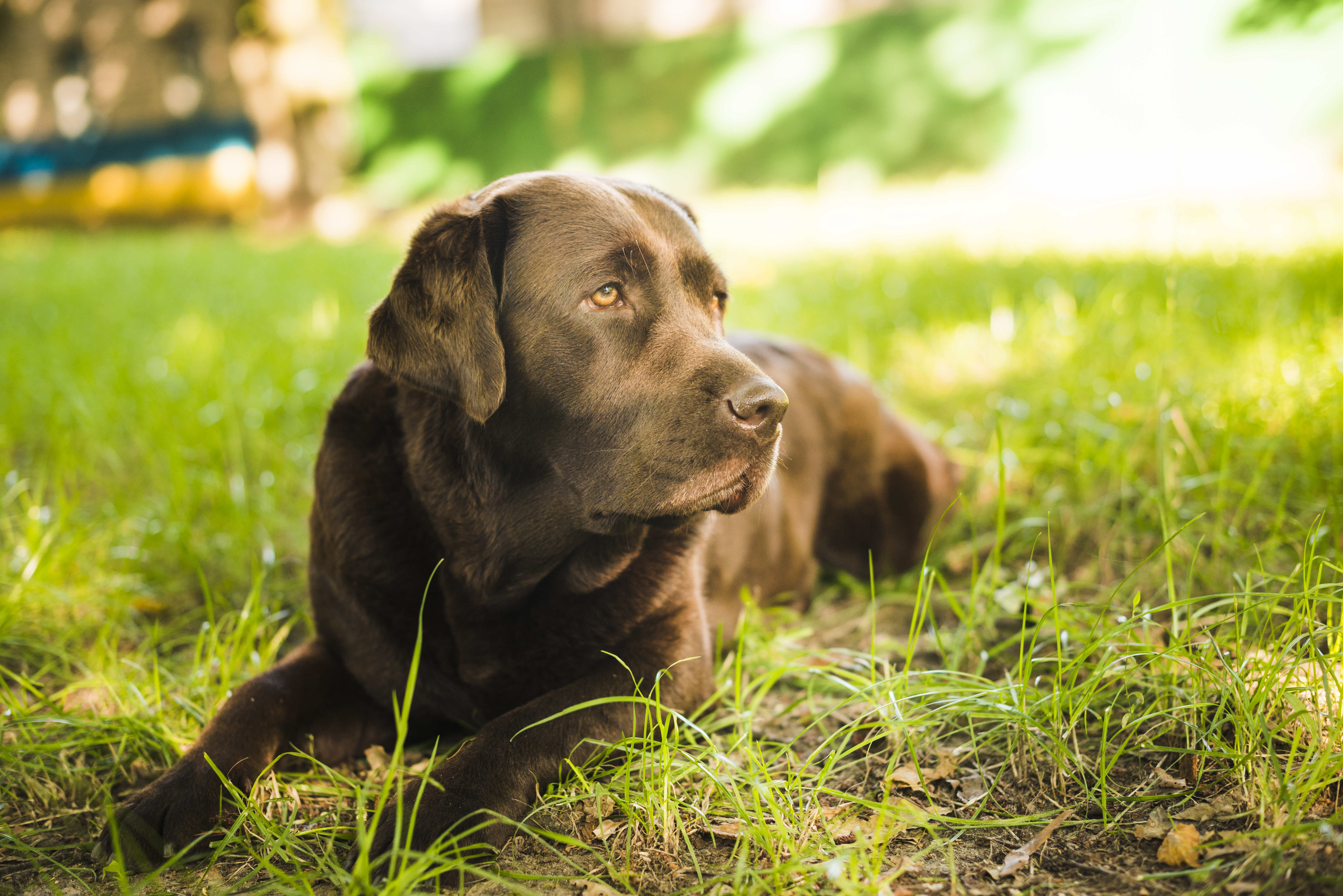 Entenda como agir em casos de envenenamento de cachorros e gatos