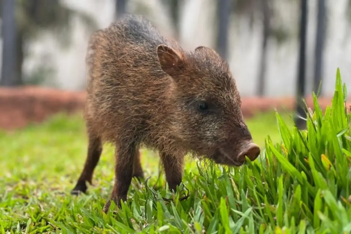 Nova moradora chega ao Bioparque Pantanal após resgate emocionante do CRAS!