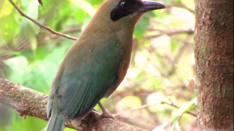 Em meio à COP15, ALEMS aprova novo símbolo para a Mata Atlântica em MS