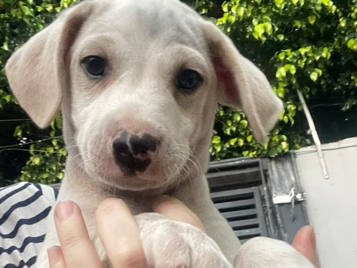 Feira de adoção terá gatinhos e cachorrinhos à procura de um lar