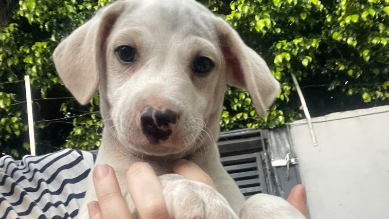 Feira de adoção terá gatinhos e cachorrinhos à procura de um lar